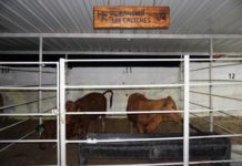 Celebran 41 Aniversario de la Asociación Ganadera