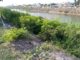 Limpia Servicios Públicos canal Anzaldúas para evitar fauna nociva