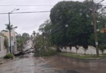 Lluvias han dejado siete árboles caídos y tres cocodrilos afuera de su hábitat