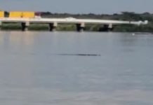 Ante el avistamiento de cocodrilos urge instalación de cerca en el parque Fray Andrés de Olmos