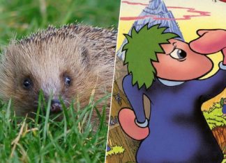 Llevamos 50 años pensando que los lemmings son roedores que se suicidan en masa. La culpa de todo la tiene Disney