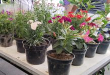 Conmemoran el Día Mundial del Árbol