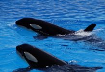 Investigadores de México descubrieron un extraño comportamiento en las orcas: comparten comida con los humanos para “socializar”