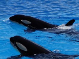 Investigadores de México descubrieron un extraño comportamiento en las orcas: comparten comida con los humanos para “socializar”