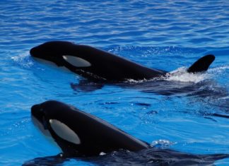 Investigadores de México descubrieron un extraño comportamiento en las orcas: comparten comida con los humanos para “socializar”