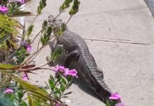 Protección Civil ha capturado en Madero cerca de 300 cocodrilos