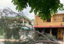 Vecinos del Polvorín exigen retiro urgente de árboles en mal estado