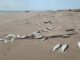 Siguen apareciendo peces muertos en Playa Miramar