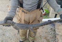 Capturan 185 cocodrilos en colonias del norte de Ciudad Madero