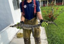 Aumenta al doble la captura de cocodrilos en la zona sur de Tamaulipas