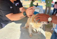 Celebró Gobierno de Reynosa fin de semana por las mascotas