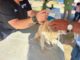 Celebró Gobierno de Reynosa fin de semana por las mascotas