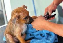 Lo demuestra Reynosa otra vez; dan amor a perrita desvalida