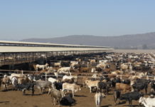 Cierre de frontera, sequía y barrenador empujan a ganaderos a la quiebra