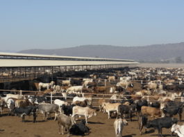 Más de150 productores de Altamira afectados ante el cierre de frontera para exportar ganado por el gusano barrenador