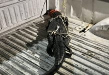 Capturaron anoche un cocodrilo cerca de la Moscú