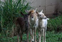 Anuncian nuevo parque temático tipo safari