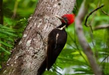 Tampico Muestra su Riqueza natural con Programa de Avistamiento de Aves: Mónica Villarreal