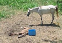 Autoridades rescatan equinos y aplican sanciones por animales en abandono