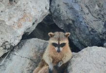 Mapaches peligro para los que visitan la escollera de playa Miramar