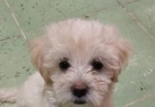 Advierten sobre el posible robo de mascotas en Tampico