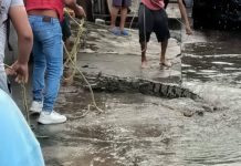 Vecinos de la calle Linares en Ciudad Madero capturan enorme cocodrilo