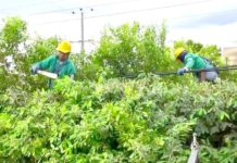 Exhortan a población mantener despejadas áreas de cableado eléctrico