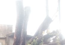 Caída de árbol en Miramapolis deja daños materiales pero sin lesionados