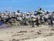 Rescatan a joven potosino en Playa Miramar; autoridades llaman a evitar zonas de riesgo.