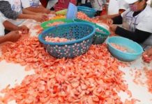 Analizan caso de las despicadoras de camarón para poder incorporarlas al programa “Alimentando tu bienestar”