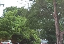 Lluvias provocan encharcamientos y caída de árbol en Ciudad Madero