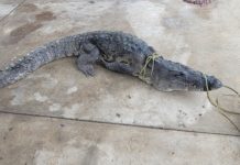 Capturan tres cocodrilos en un canal de Ciudad Madero; uno mide casi tres metros