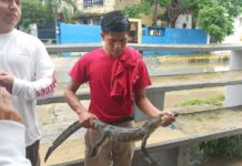 Atrapan pequeño cocodrilo en la Frente Democrático