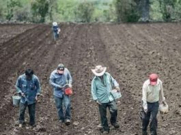“Nos van a matar de hambre”, acusa líder campesino a Conagua