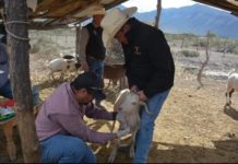 Protegen producción caprina con barrido sanitario en el altiplano