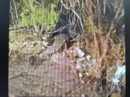 Avistan cocodrilo en parque recreativo ‘El Laguito’; recomiendan precaución