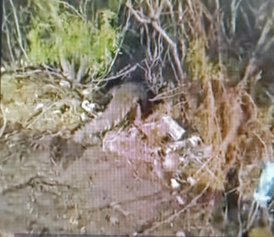 Avistan cocodrilo en parque recreativo ‘El Laguito’; recomiendan precaución