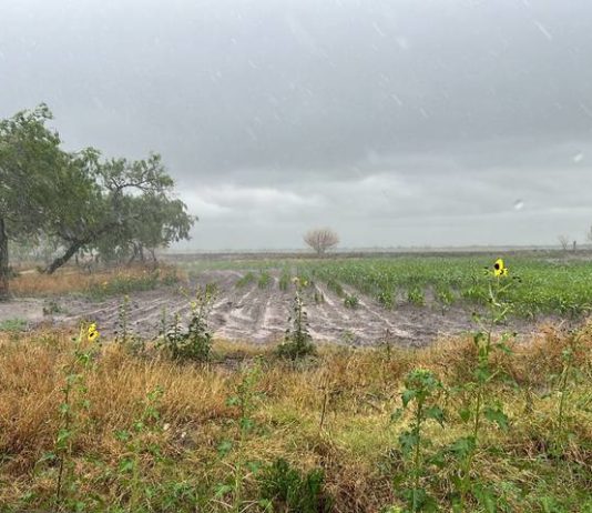 Laredo seguirá afectado por la sequía; sigue en semáforo rojo