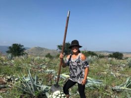 Tamaulipas es cuna de los mejores tequilas del mundo; 11 municipios lo producen