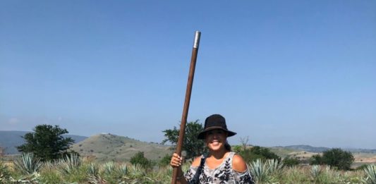 Tamaulipas es cuna de los mejores tequilas del mundo; 11 municipios lo producen