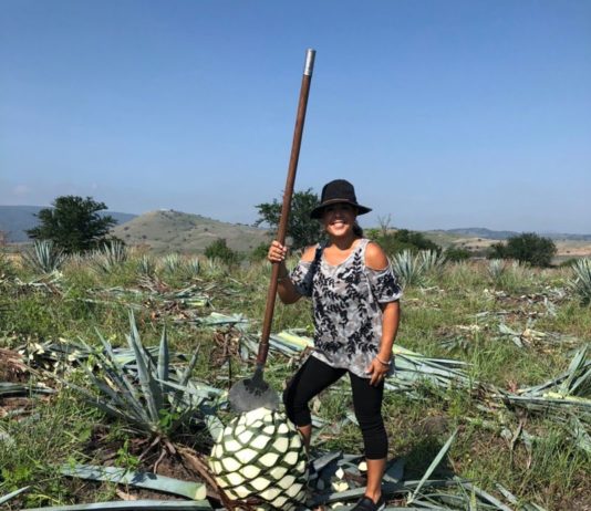 Tamaulipas es cuna de los mejores tequilas del mundo; 11 municipios lo producen