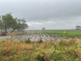 Líder campesino dice que en 12 años no han recibido apoyos al campo