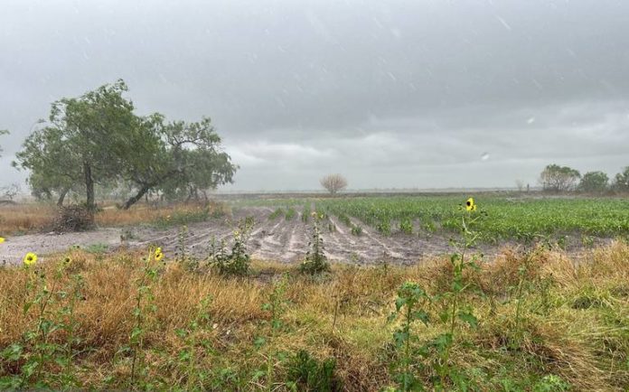 Benefician a 700 mil hectáreas agrícolas de Tamaulipas con bombardeo de nubes