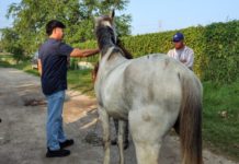Colocan trampas para moscas y desparasitan perros callejeros, equinos y gatos para evitar casos de gusano barrenador