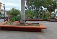 Urge perrera ante proliferación de animales callejeros