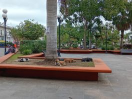 Urge perrera ante proliferación de animales callejeros