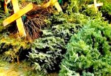 Invitan a ciudadanos llevar arbolitos de Navidad a centros de acopio
