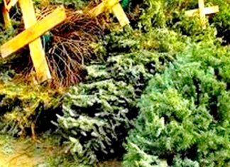 Invitan a ciudadanos llevar arbolitos de Navidad a centros de acopio