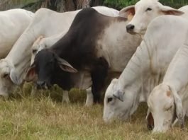 Implementan vigilancia sanitaria en rastro de Tampico para evitar llegada de gusano barrenador