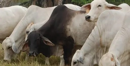 Implementan vigilancia sanitaria en rastro de Tampico para evitar llegada de gusano barrenador